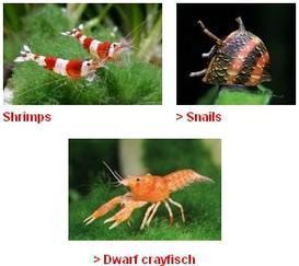Dennerle_ Shrimps & Co. per nanoacquario.